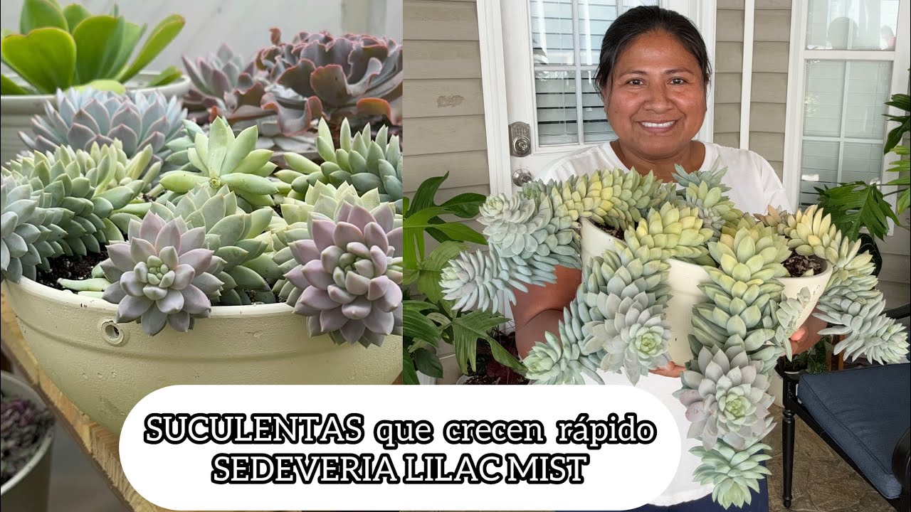 SUCULENTAS que crecen r&aacute;pido SEDEVERIA LILAC MIST