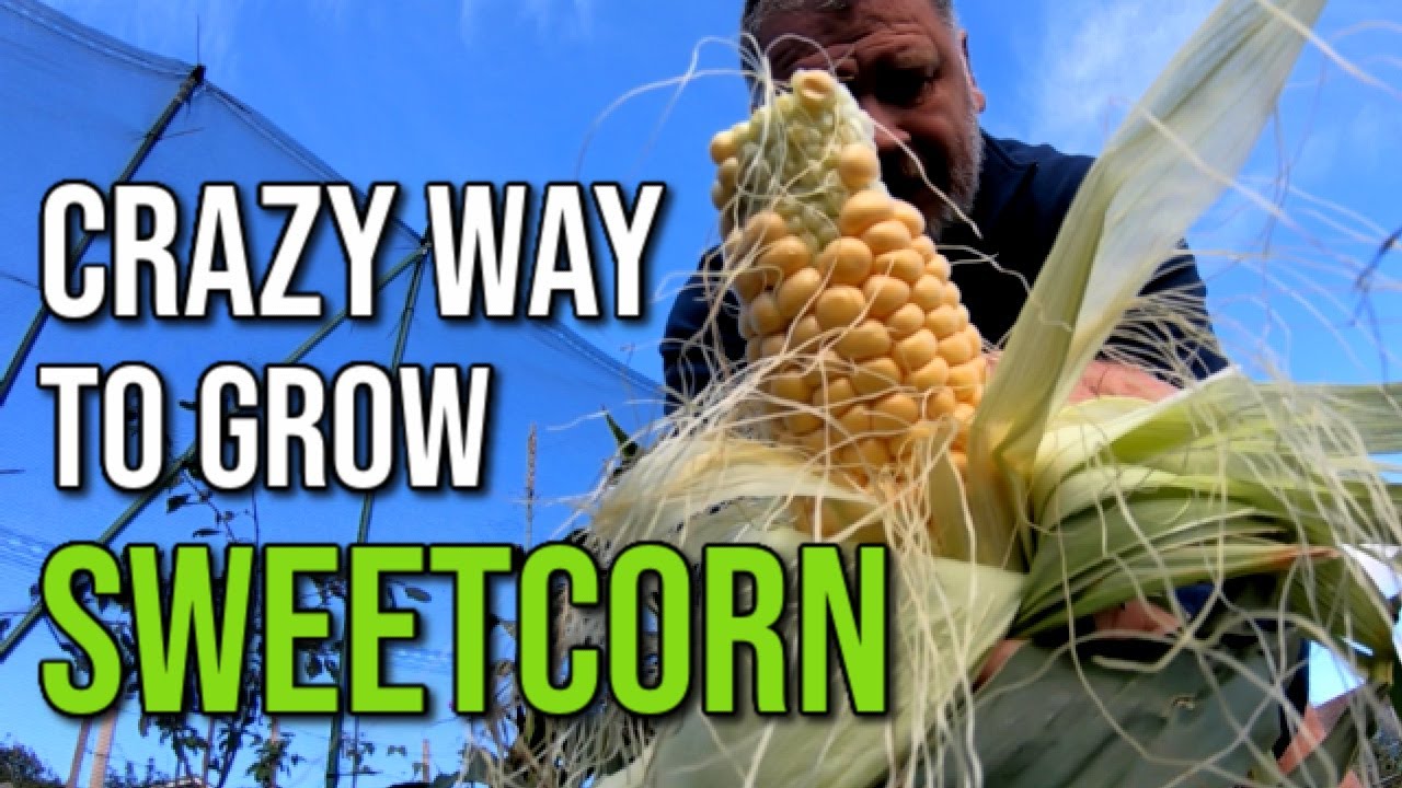 Tips To Grow Sweetcorn  - Three Sisters Update - Allotment Garden With Tony