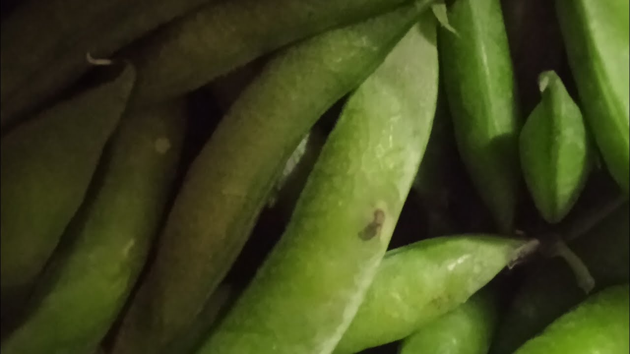Dailybites 