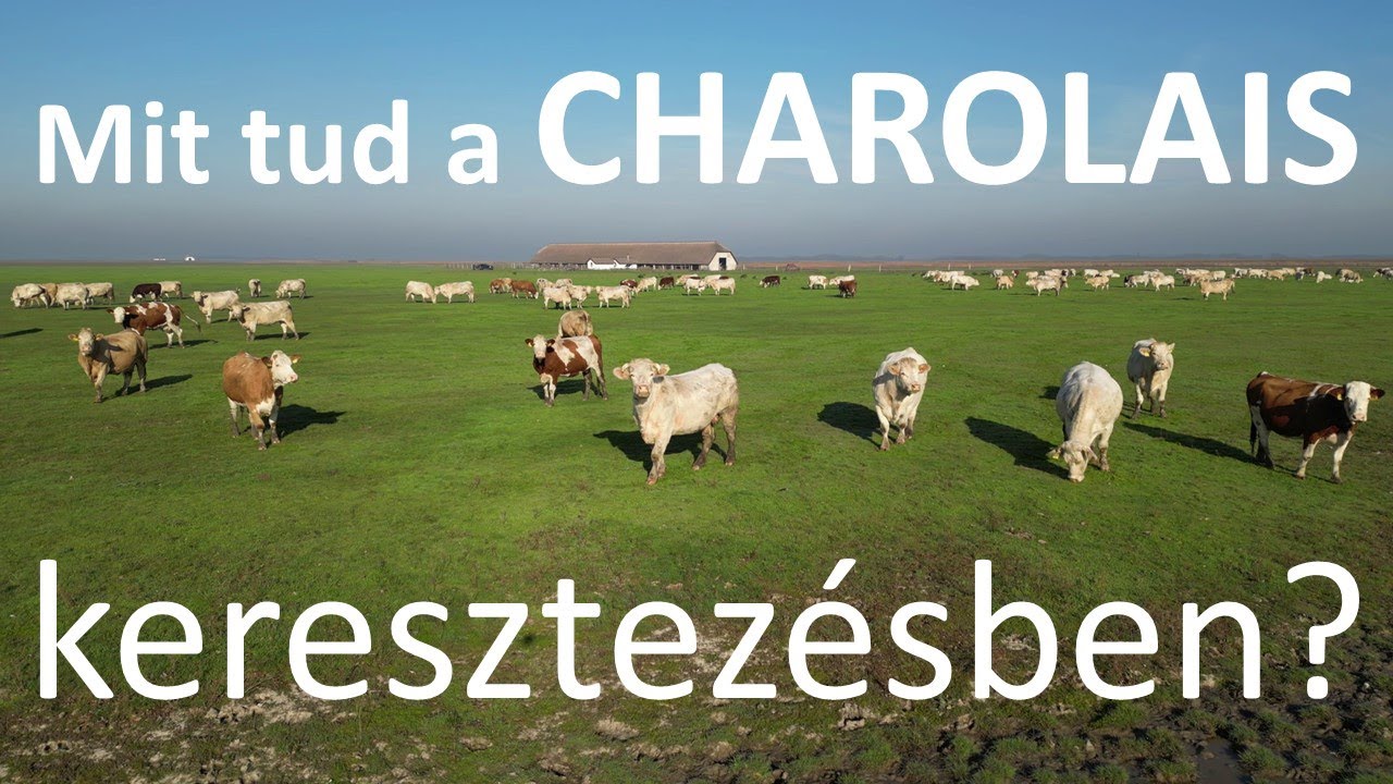 Mit tud a CHAROLAIS keresztezésben?