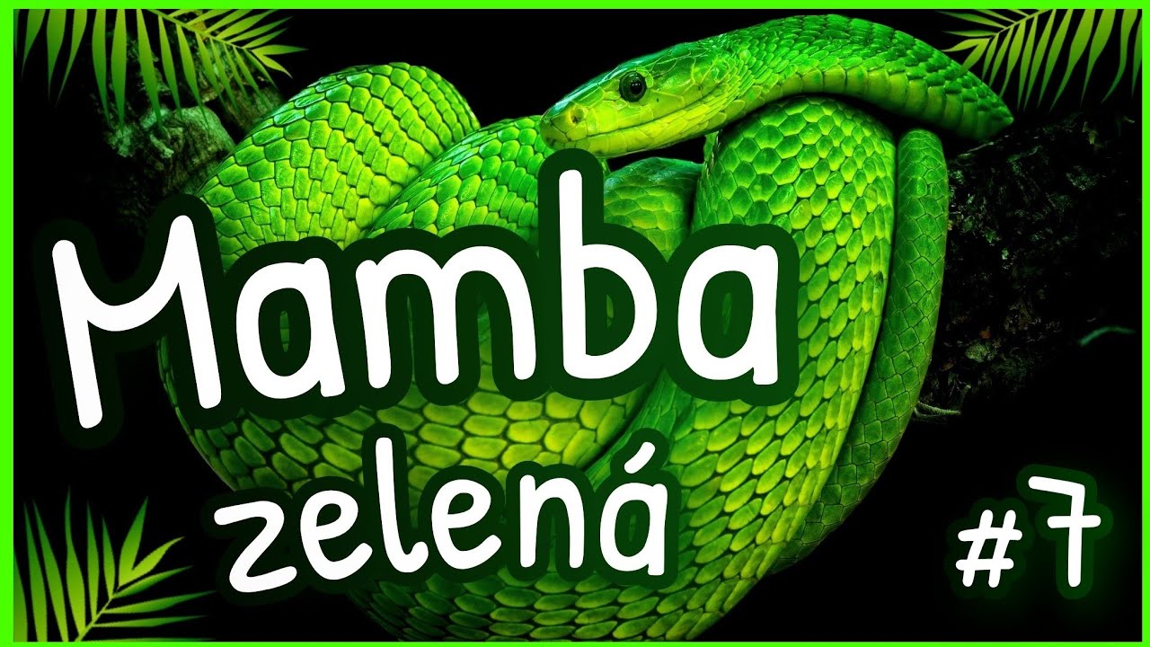 TIE HADY: Mamba Zelená