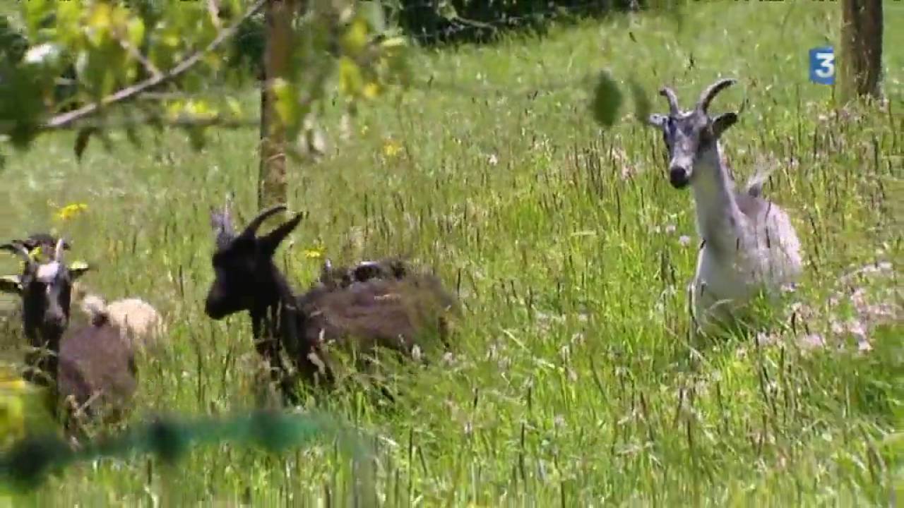 Eco-pâturage  des moutons et des chèvres au parc Cure d'Air de Nancy