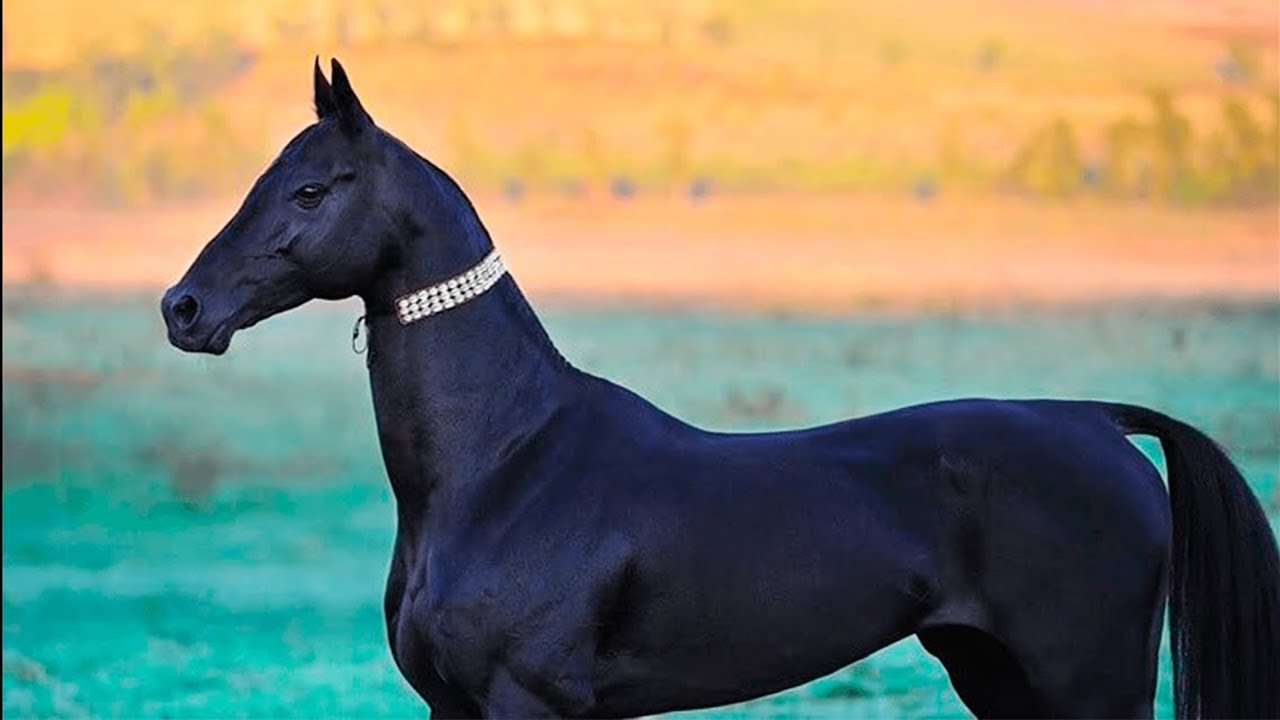 اجمل 8 فصائل من الخيول حول العالم ... لن تصدق كيف يبدو شكلها !!
