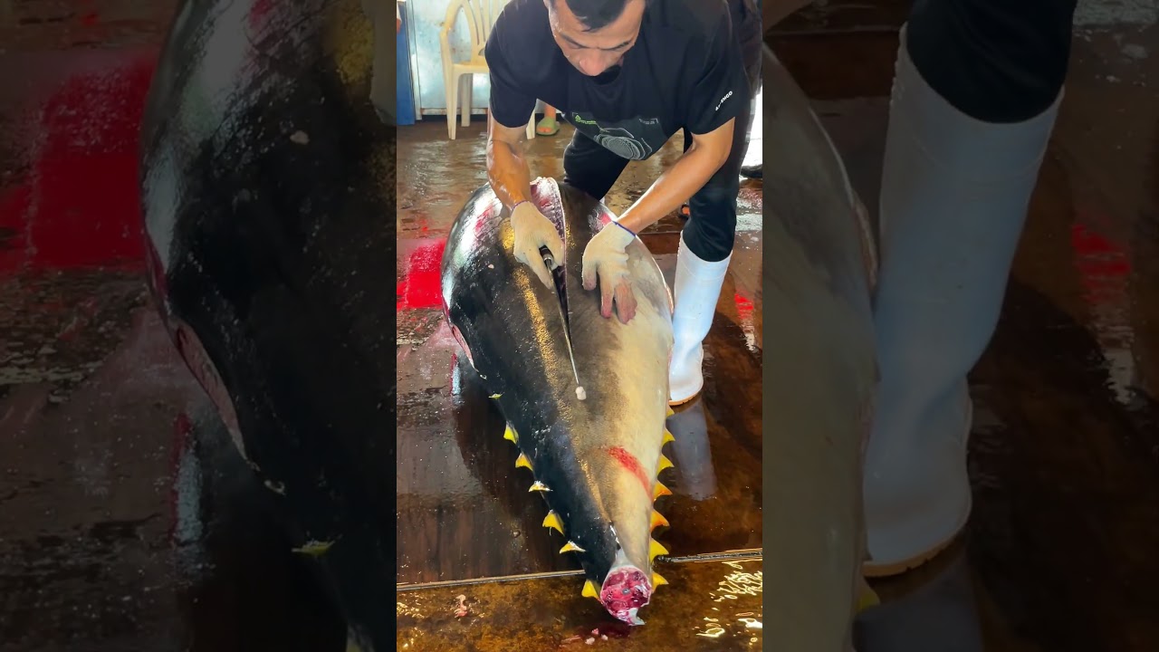 The Art of Cutting $5000 Otoro from Bluefin Tuna! 😍🐟 #bluefin #tuna #otoro #akami #cutting