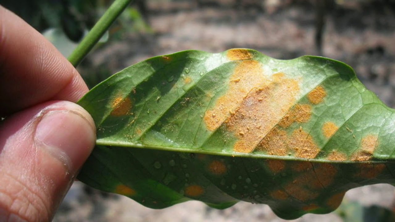 Coffee plants  | Major Diseases | Pests | Management