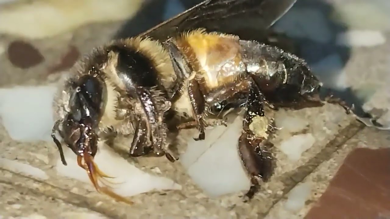 4k Quality video #4k #display 