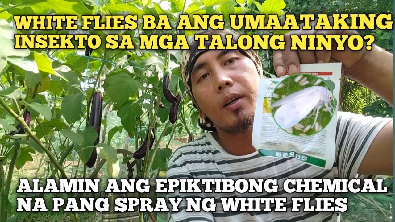 MABISANG PAMATAY WHITE FLIES (subokan ang insecticide na aking ginagamit ubos ang white flies)