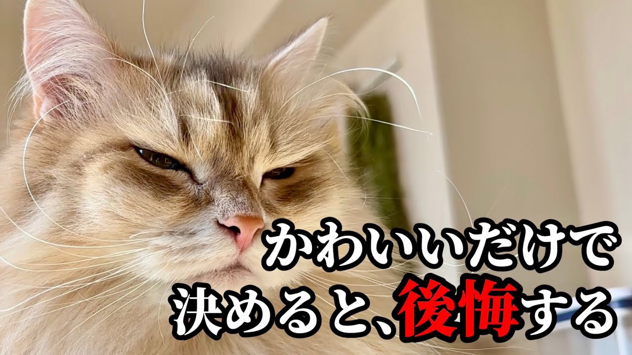 サイベリアンを飼う前に知っておくべき現実7選｜正直、覚悟が必要です