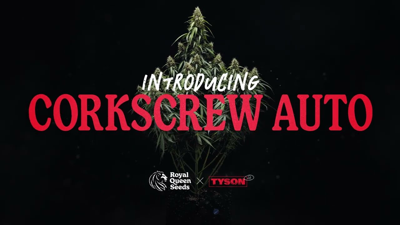 Corkscrew Plant Grow Report by Royal Queen Seeds
