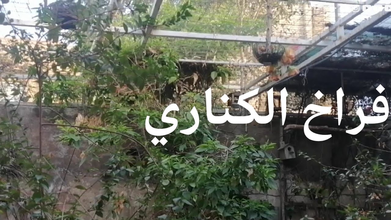 صباح رمضاني بين النباتات والطيور فتح وتركيب بعض الاعشاش 🌷تجربة زراعة النباتات بالماء
