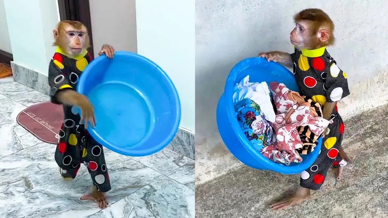Monkey Kaka is so smart to help mom get the pot
