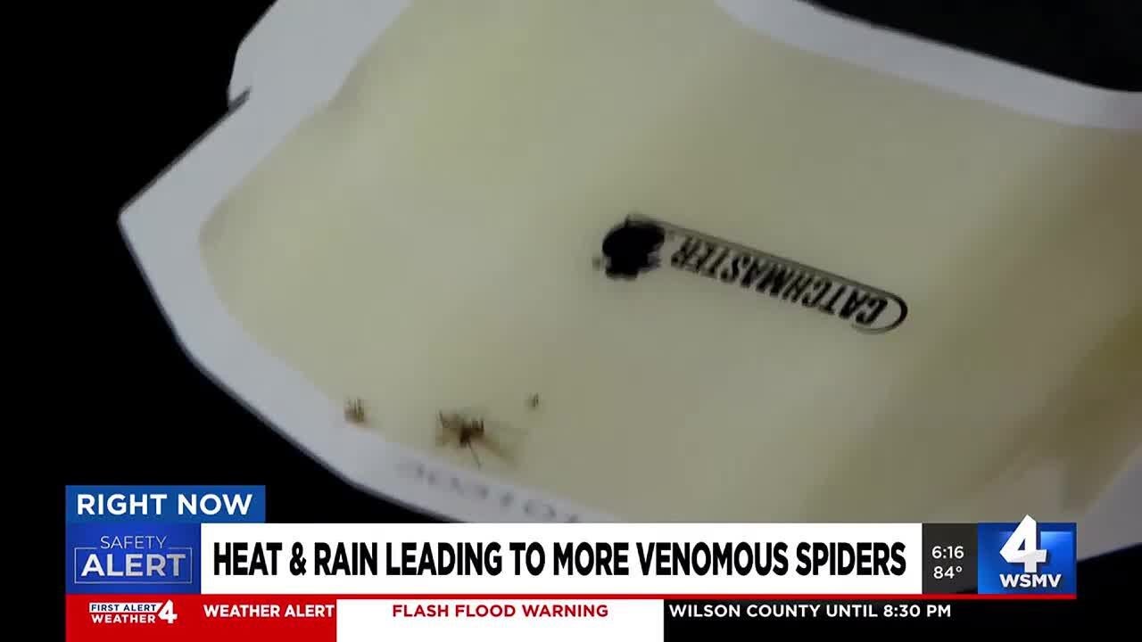 Heat and rain leading to more venomous spiders