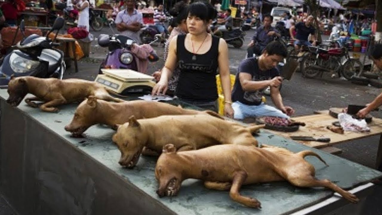 Les 20 Plats Les Plus Etranges De Chine
