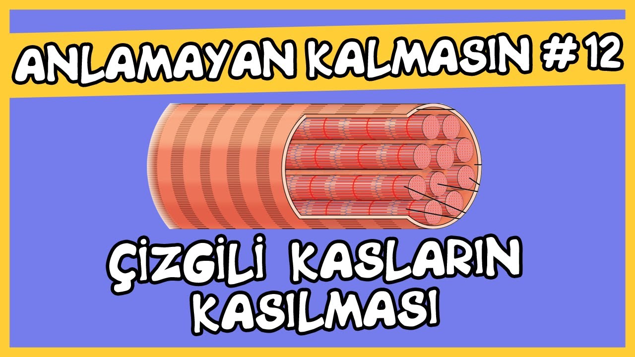 Anlamayan Kalmasın #12 Çizgili Kasların Kasılması