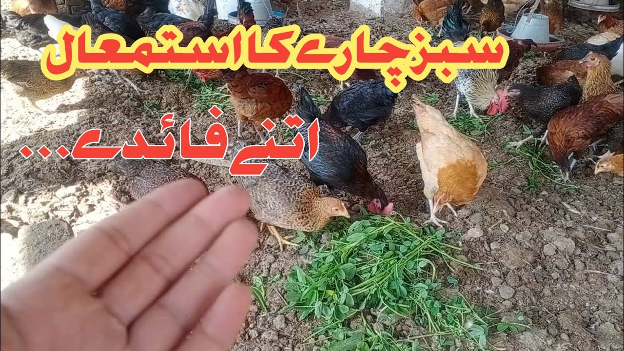 Sabaz chara k istmal poultry farming