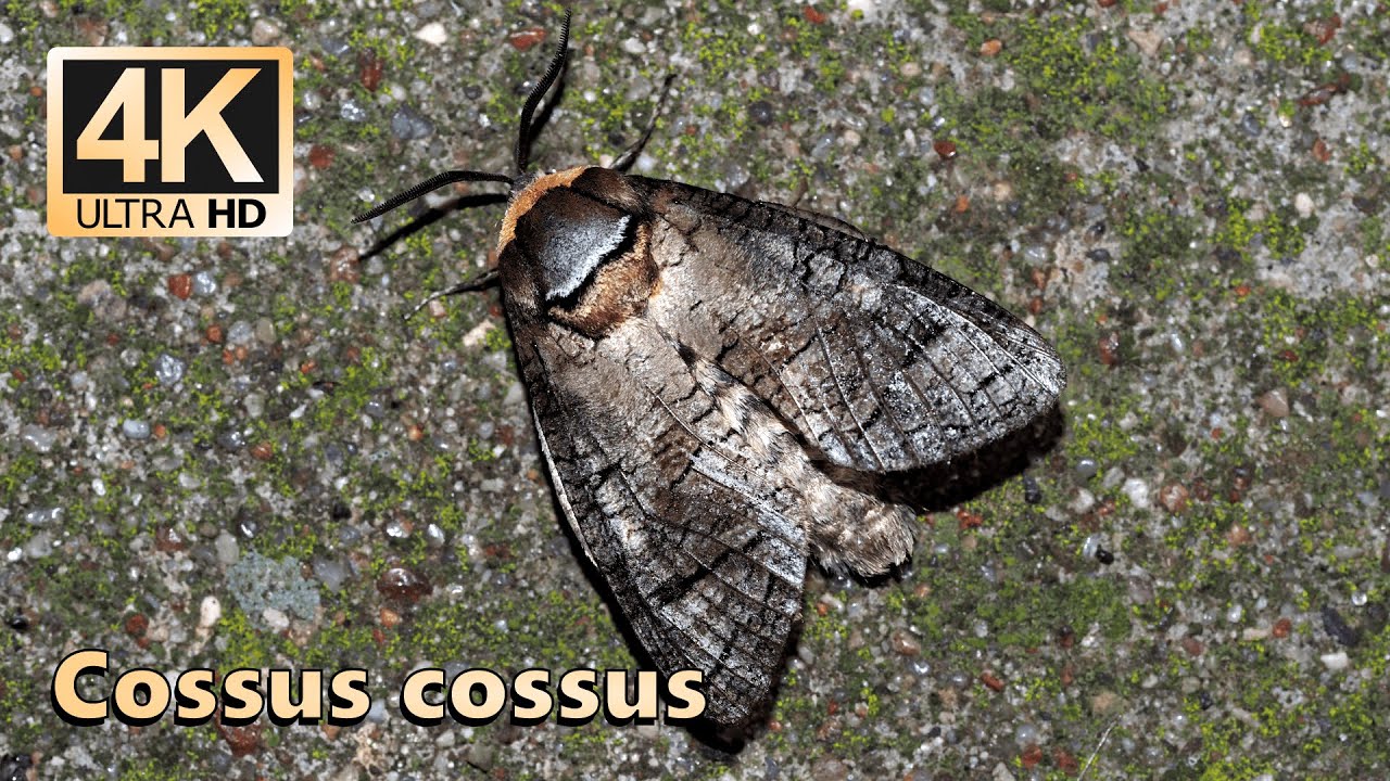 Goat moth (Cossus cossus)