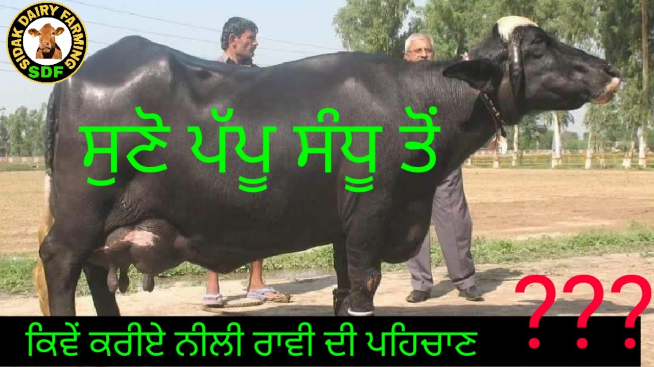 ਕਿਵੇਂ ਪਹਿਚਾਣ ਕਰੀਏ ਨੀਲੀ ਰਾਵੀ ਦੀ, ਸੁਣੋ ਪੱਪੂ ਸੰਧੂ ਦੀ ਜੁਬਾਨੀ