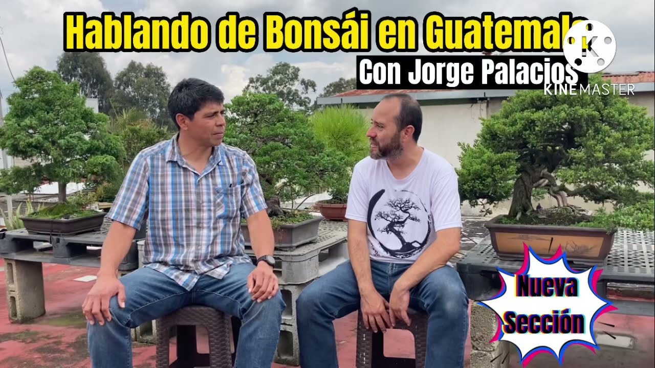 Hablando de Bonsai en Guatemala!!! Con Jorge Palacios