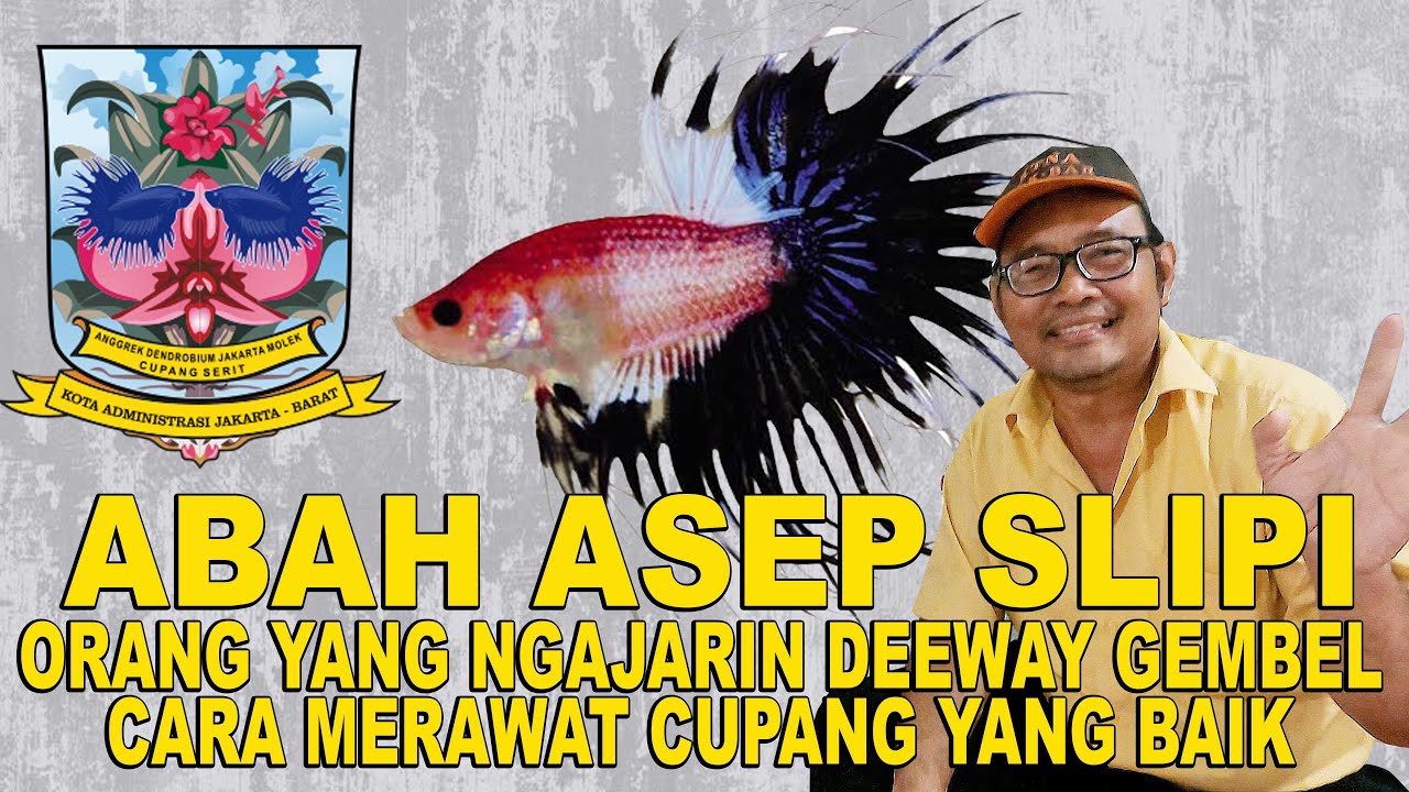 ORANG YANG NGAJARIN DEEWAY GEMBEL CARA MERAWAT IKAN CUPANG