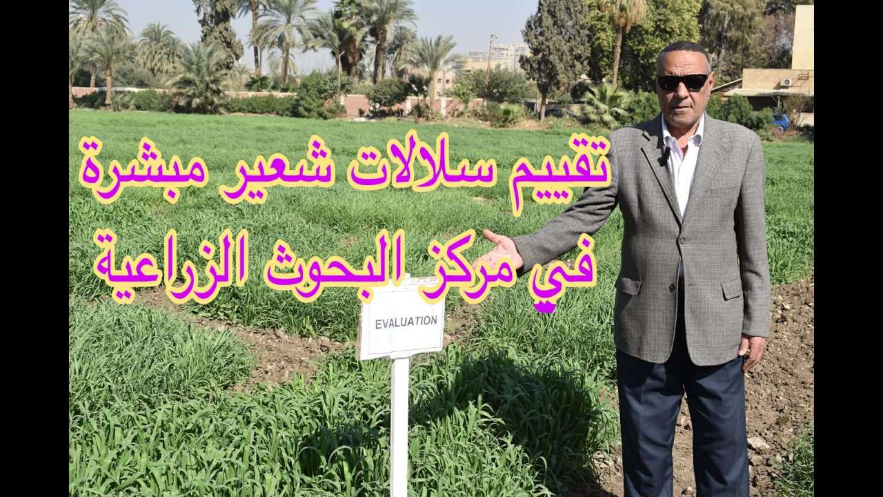 كيف يختبر العلماء سلالات الشعير الواعدة في مركز البحوث الزراعية؟