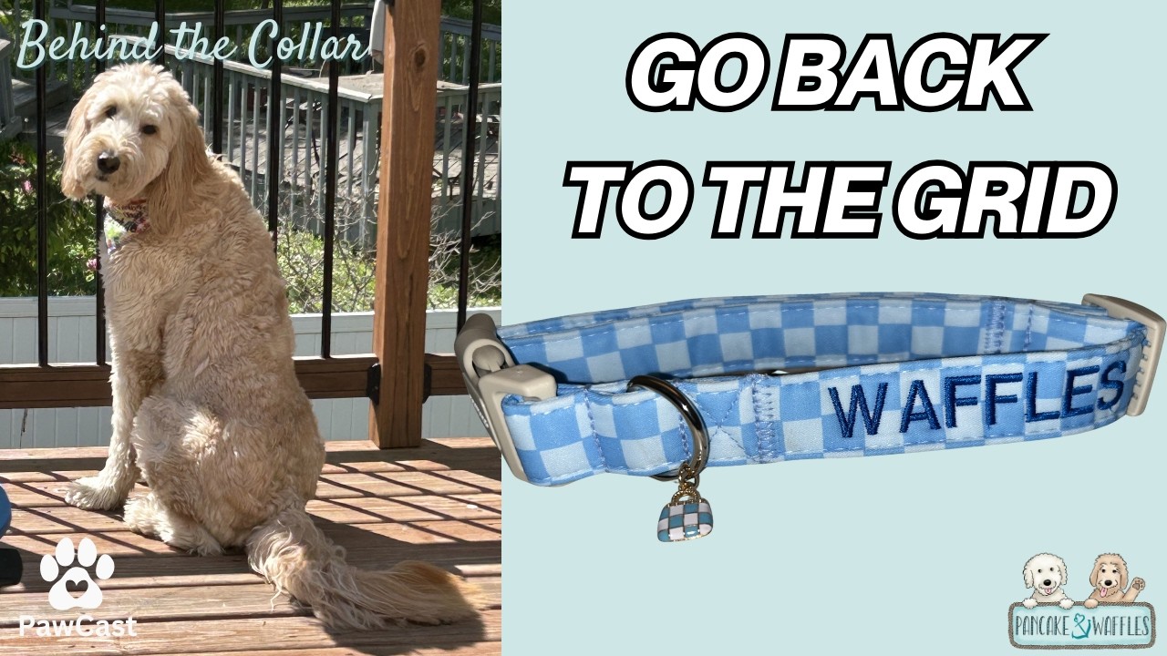 Feeling Scattered? Reset the Grid. | A Lesson in Rebooting Your Life #customdogcollar
