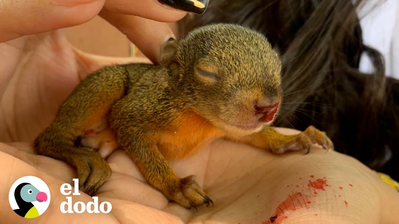 Ardilla rescatada regresa todas las ma&ntilde;anas a comer con su mam&aacute; | Fe Restaurada | El Dodo