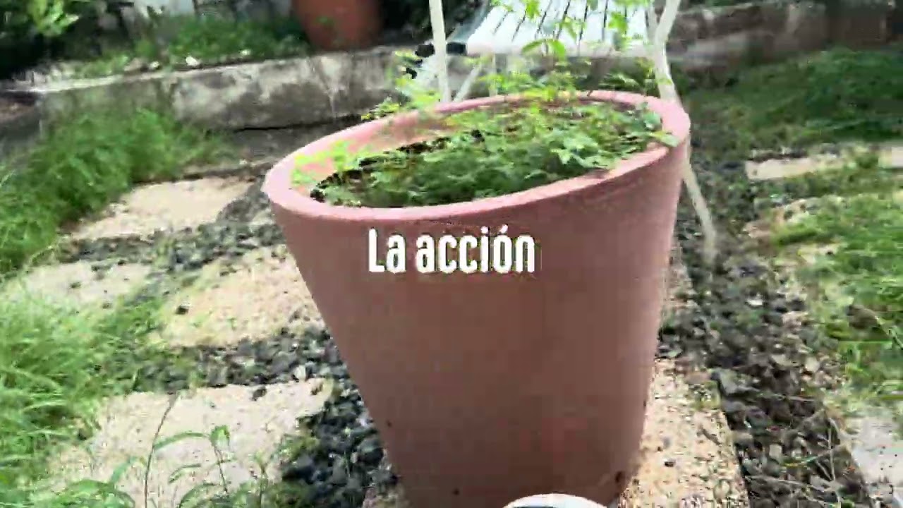 Limpiando un Jardín 🪴 en la urbanización Borinquen Gardens San Juan PR 🇵🇷