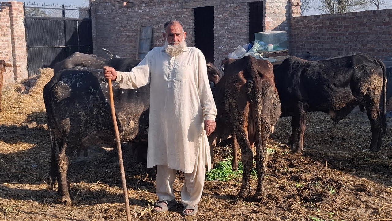 Chacha apne janwaroon ki khidmat karte hoe