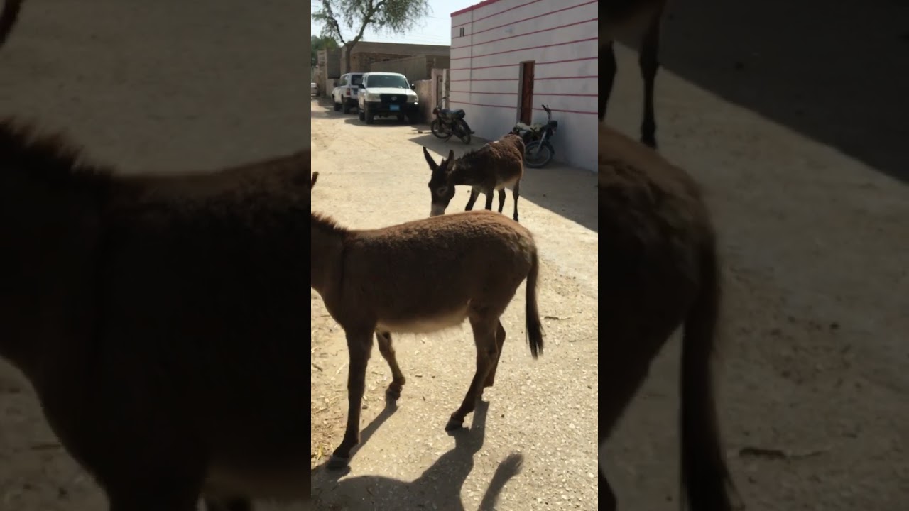 #animals