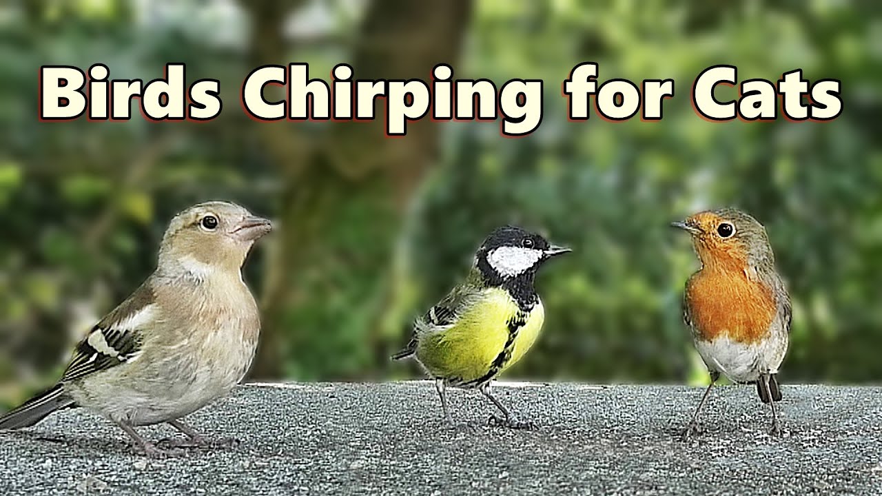 Cat TV - Birds Chirping for Cats Fun ⭐ 8 HOURS ⭐