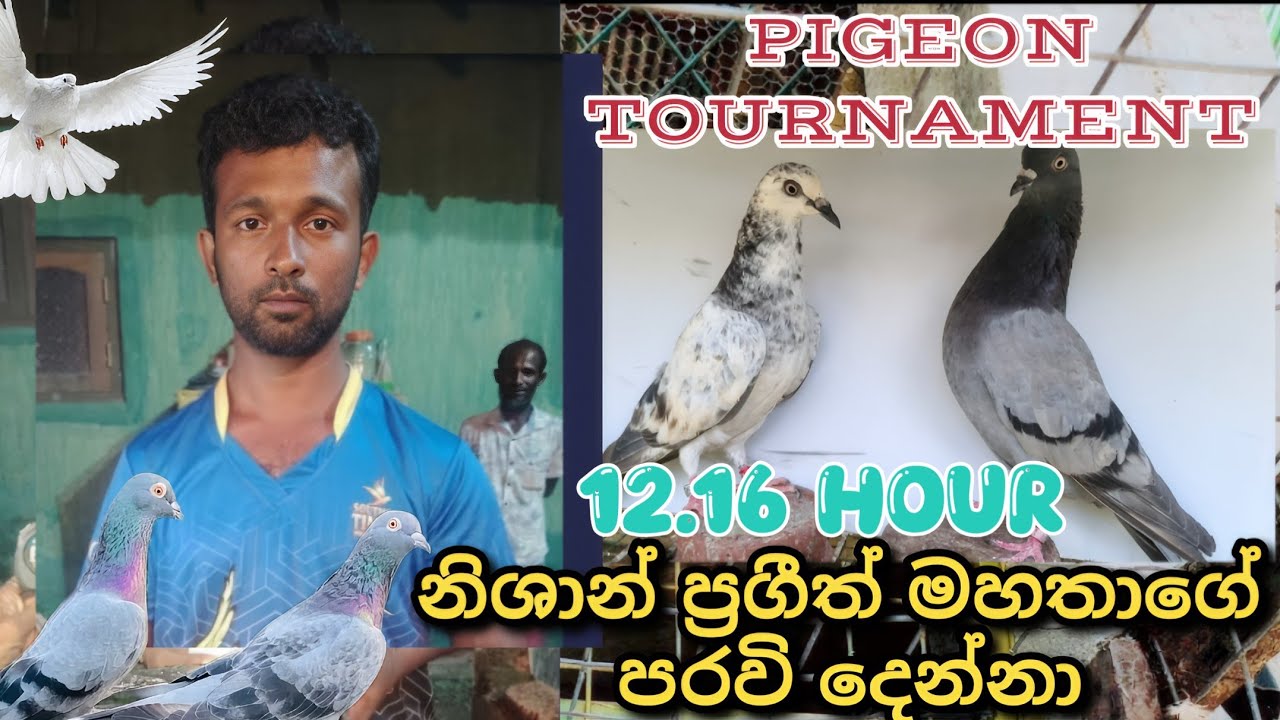 ✨🕊️😍 TOURNAMENT එළවපු NISAN PRAGEETH අයියාගේ TIPPLER පරවි දෙන්නා...🥰🕊️❤️‍🩹💫