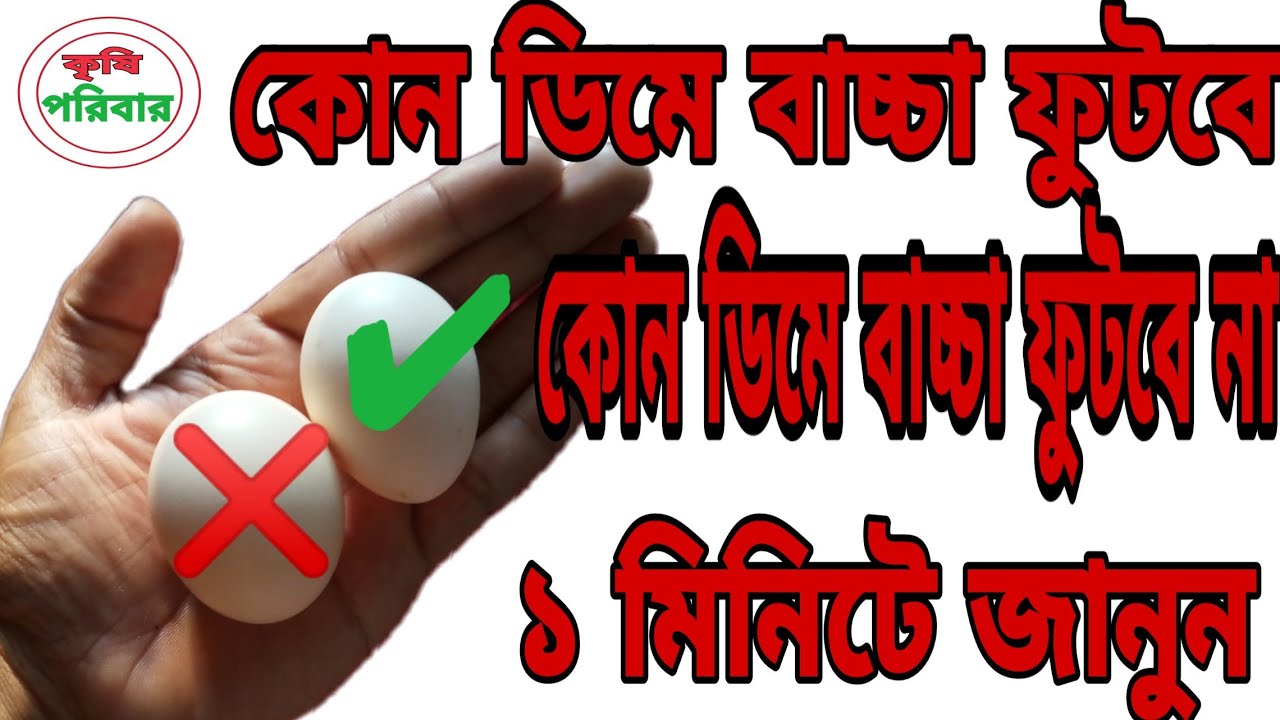 কোন ডিম ফুটবে কোন ডিম ফুটবে না জানুন ১ মিনিটে||কৃষি পরিবার