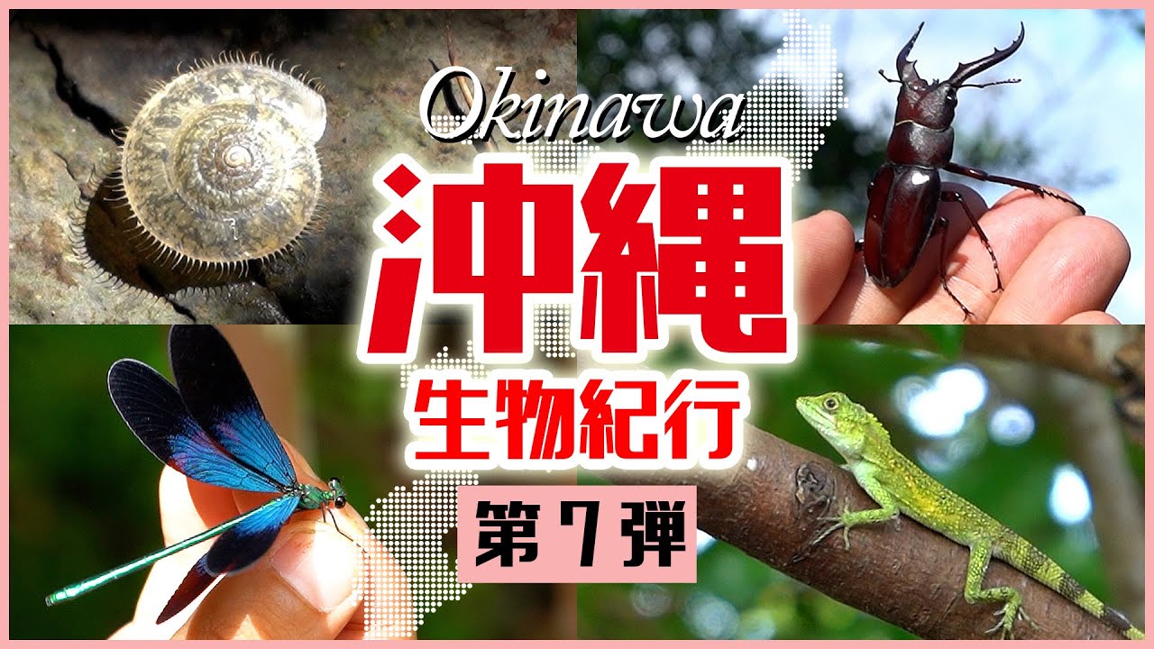 沖縄生物紀行　第七弾