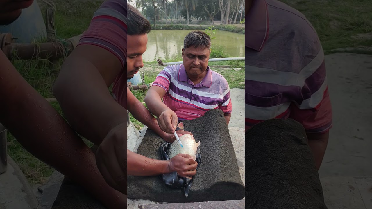 How Fish Injection Works💉🐟 #shorts