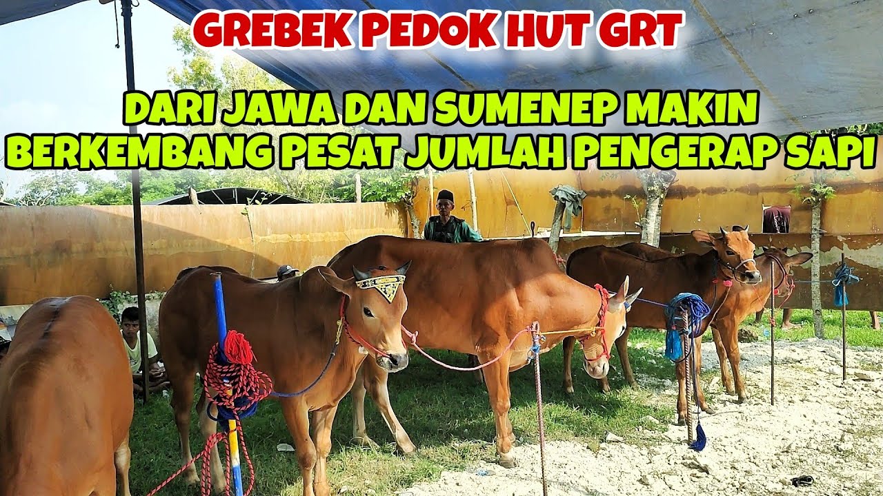 GREBEK PEDOK KERAPAN SAPI HUT GAGAK RIMANG || LAGA HARI SABTU, FULL PESERTA JAWA MADURA