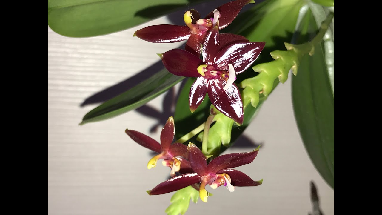 ОРХИДЕЯ  ЦВЕТЕНИЕ Phal Cornu cervi red Chattaladae 30. 05. 22