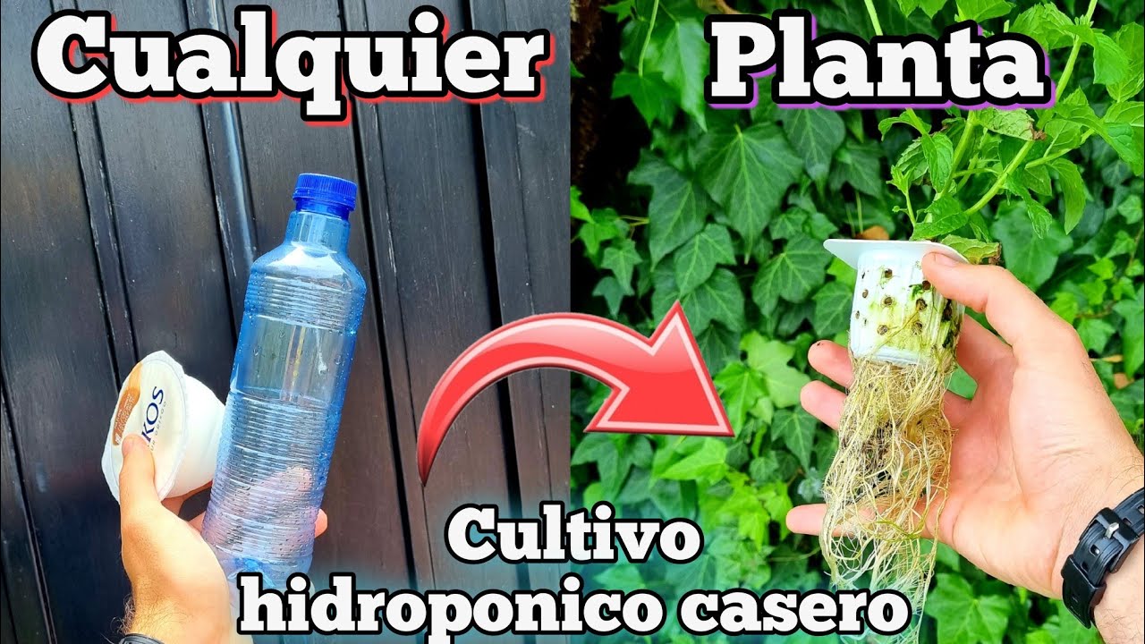 CULTIVA cualquier PLANTA en AGUA! Cultivo hidroponico casero para HUERTO urbano (Fresa hidroponica)