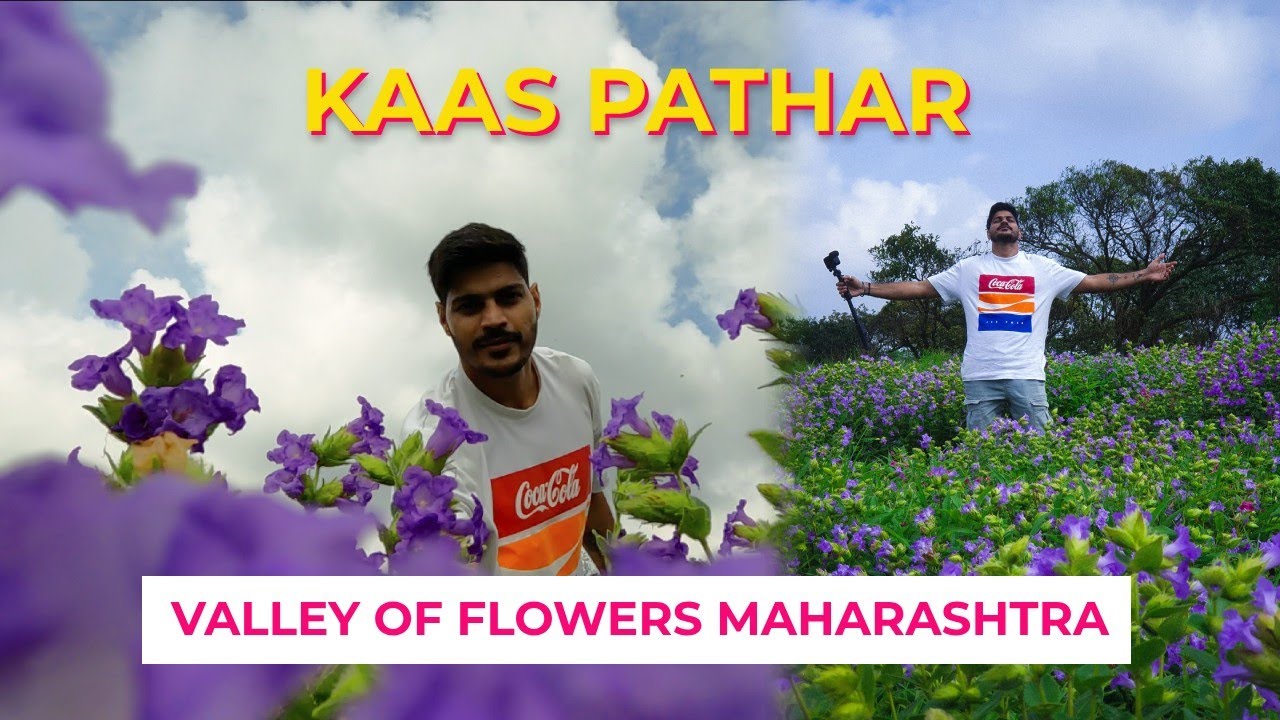 Maharashtra’s Secret Valley of Flowers | Kaas Pathar Satara | Time To Visit