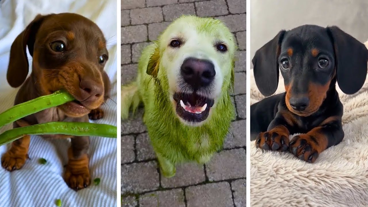 Ultimate Funniest Dogs and Cutest Puppies Compilation!