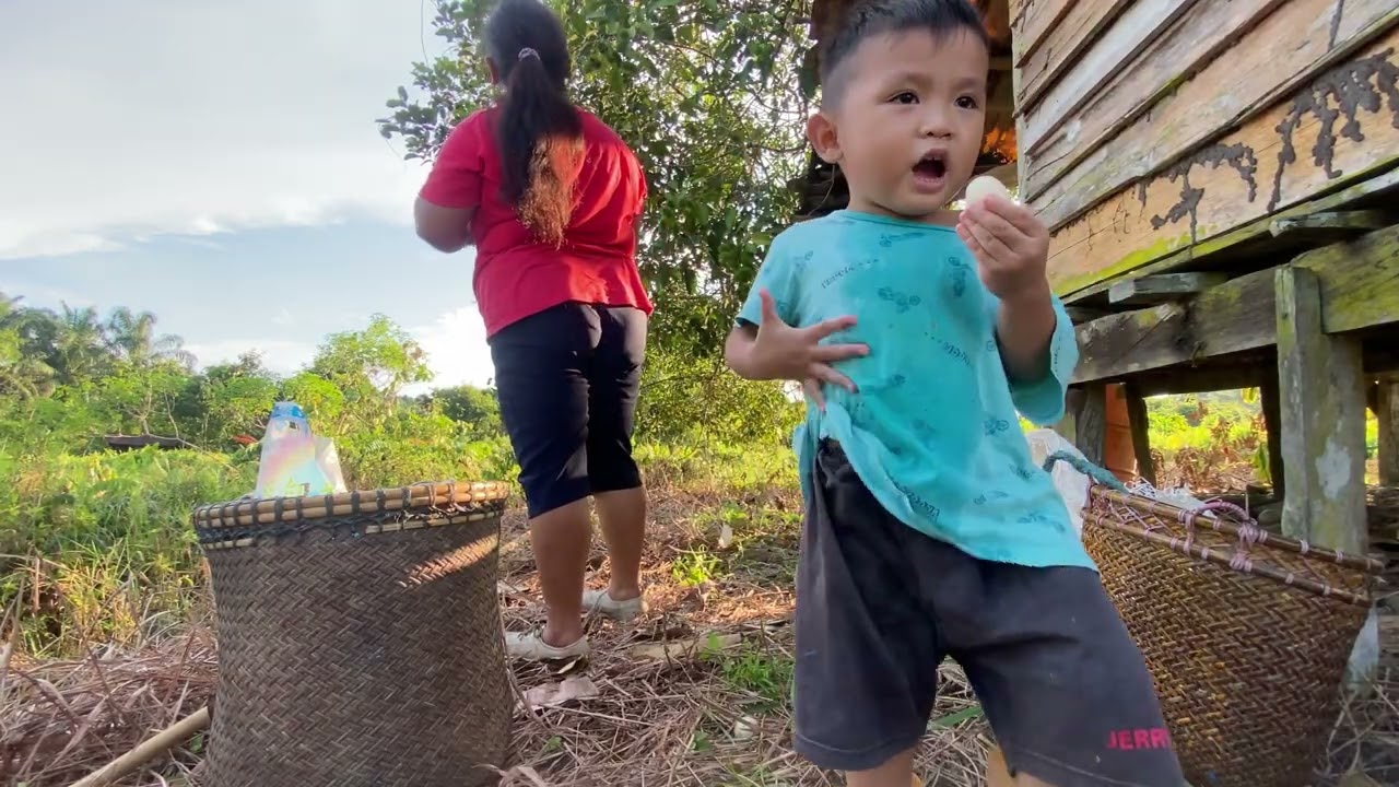Mengambil Buah Rambutan Dan Limau Kasturi Di Kebun