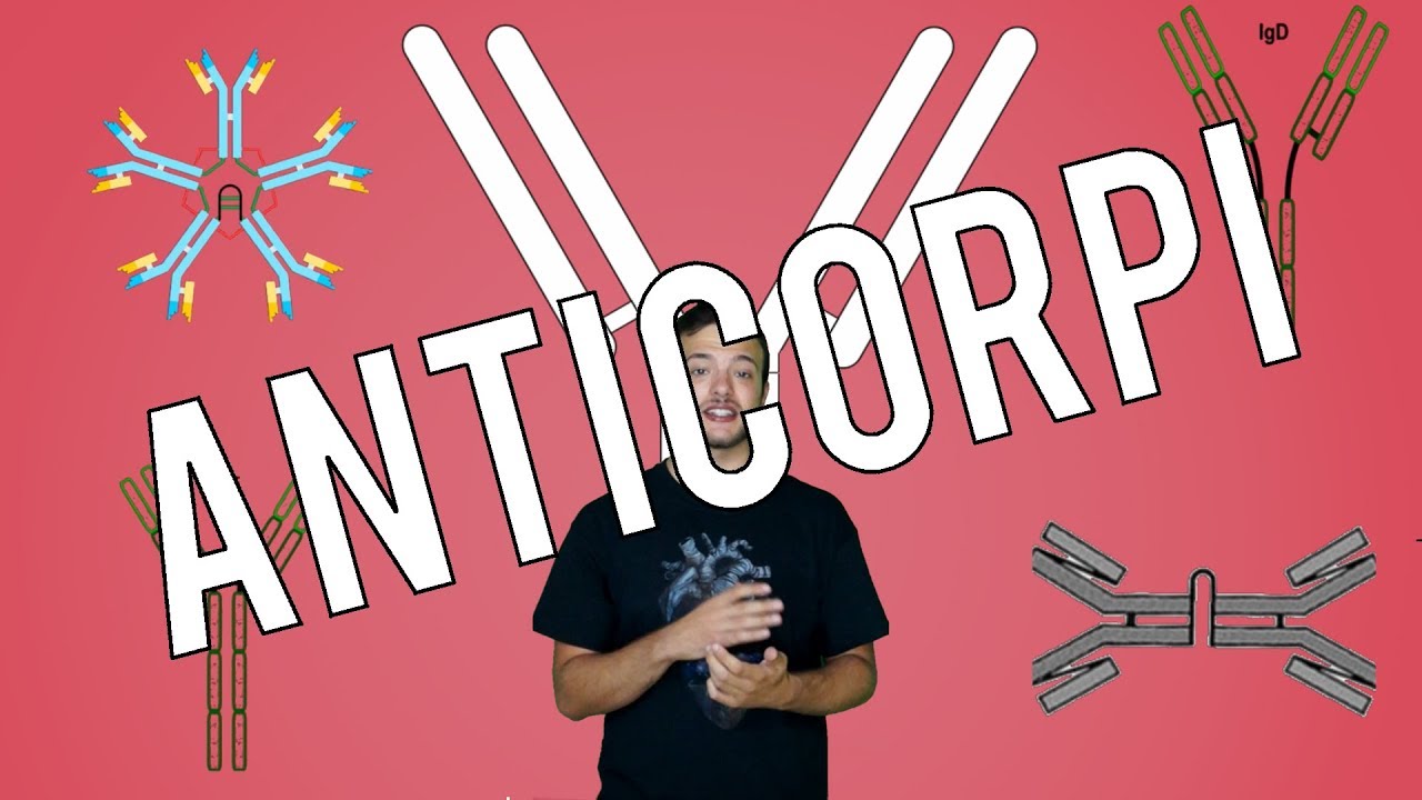 Cosa rende gli anticorpi l'arma perfetta? adesso - Spiegazione