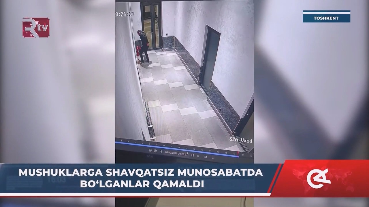 Mushuklarga shafqatsiz munosabatda boʻlganlar qamaldi (Toshkent v)