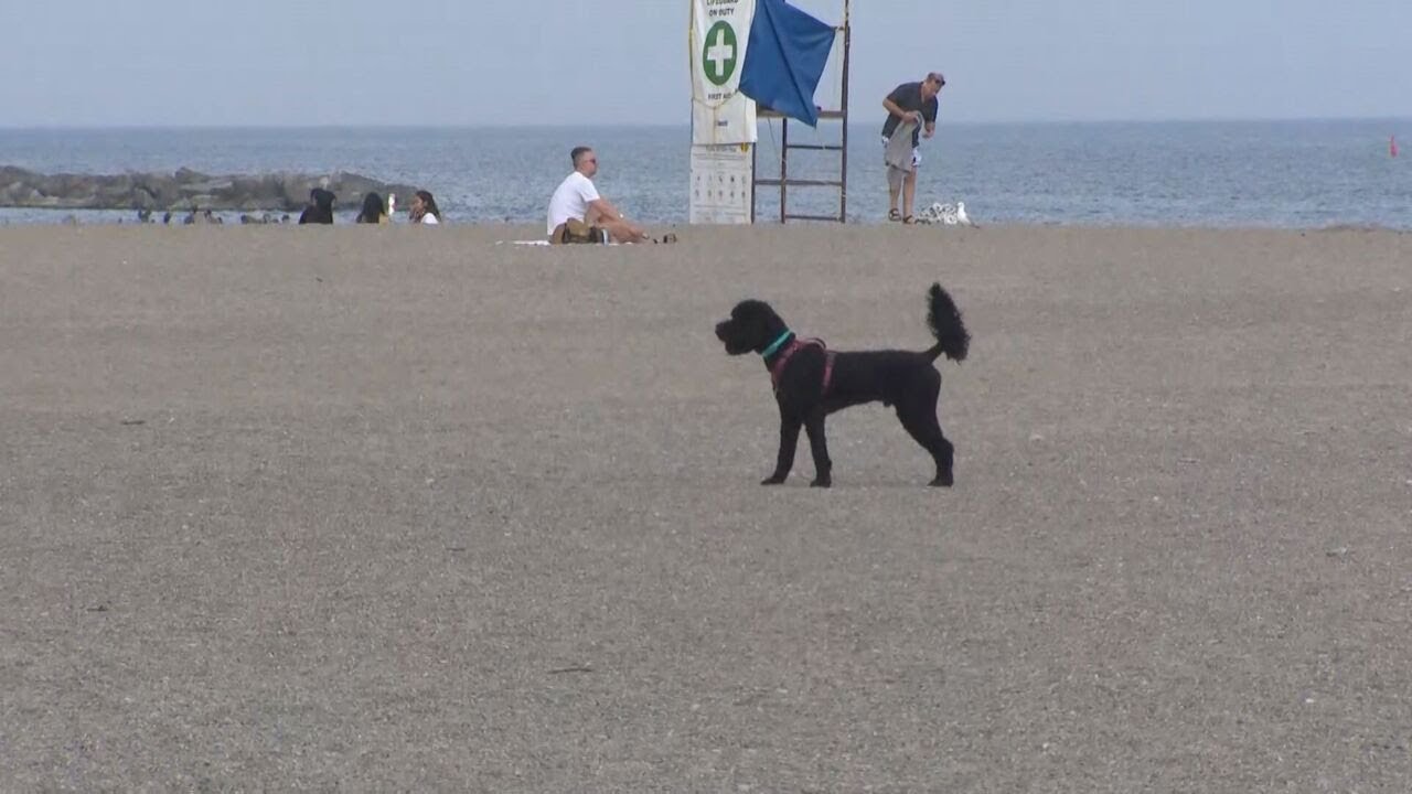 City warns dog attacks are on the rise