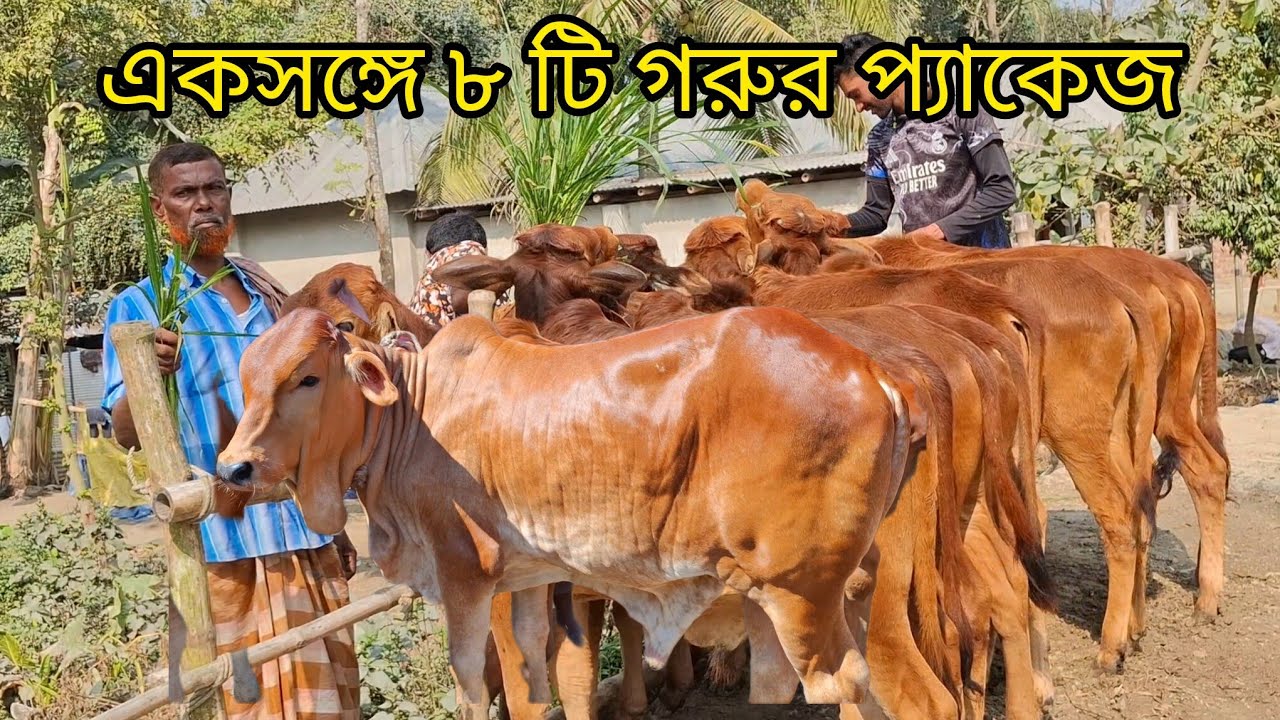২৮ জানুয়ারি 2026| সবচেয়ে কম দামে শাহীওয়াল জাতের ষাঁড় বাছুর গরুর প্যাকেজ | বিরামপুর থেকে