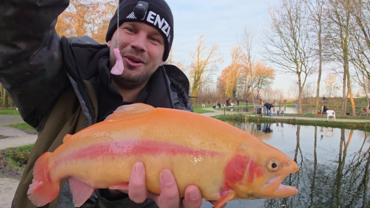 Kampfstarke Forellen bei DeKolk das hat sich rum gesprochen 🤣😱🎣