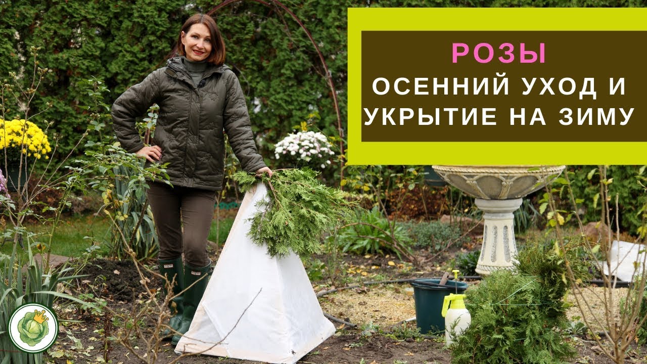 ОБРАБОТКА, ОБРЕЗКА И УКРЫТИЕ РОЗ НА ЗИМУ