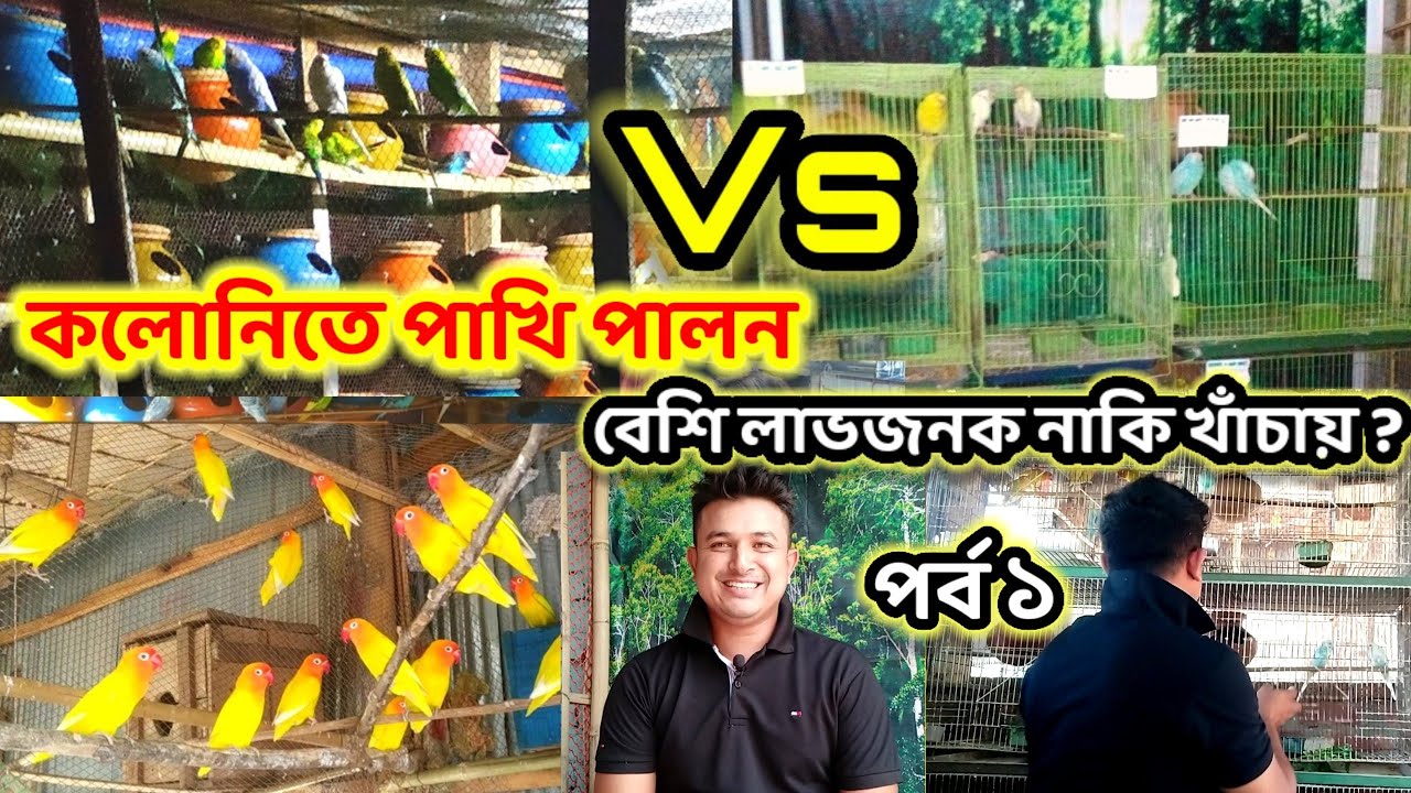 কলোনিতে পাখি পালন করা বেশি লাভজনক নাকি খাঁচায় ? || colony vs cage breeding tips || Birds of village