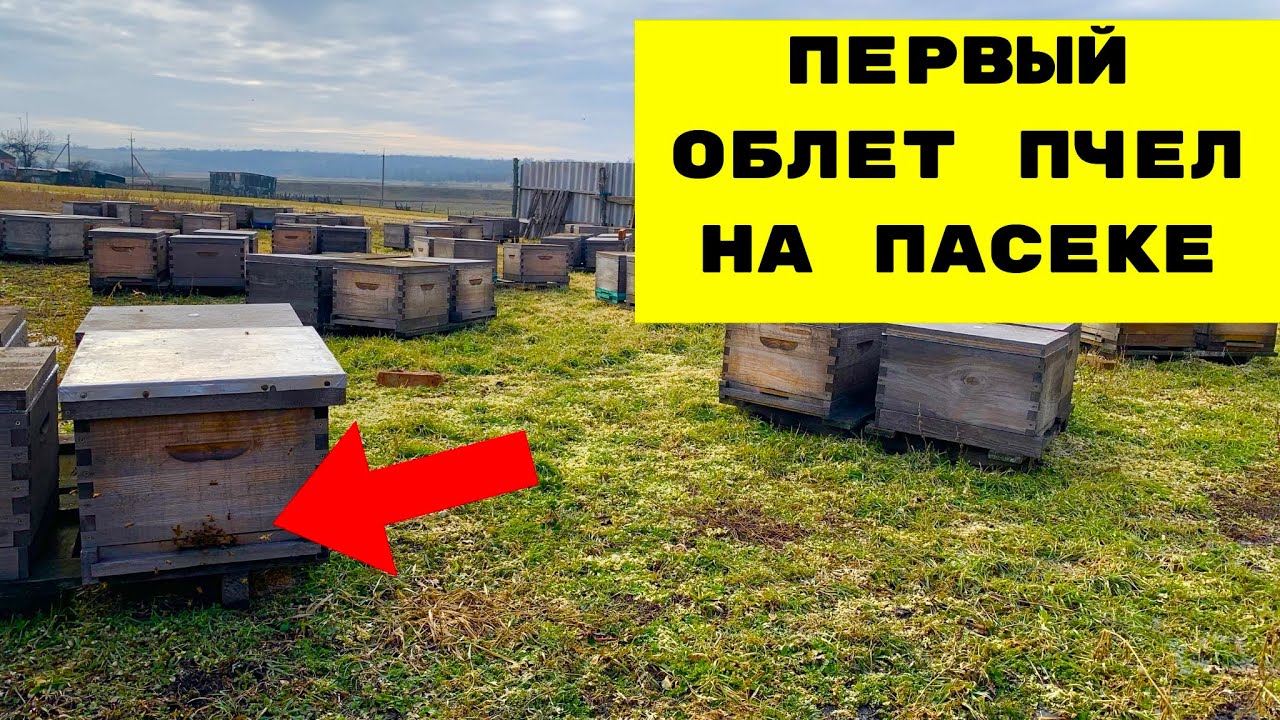 13 Февраля первый облет пчел в 2026 году