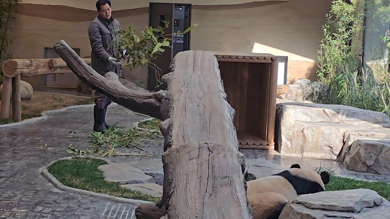 [ep.731]할부지께서 들어가자고 부르시지만 루이는 그냥 졸려요🤭 26.01.13