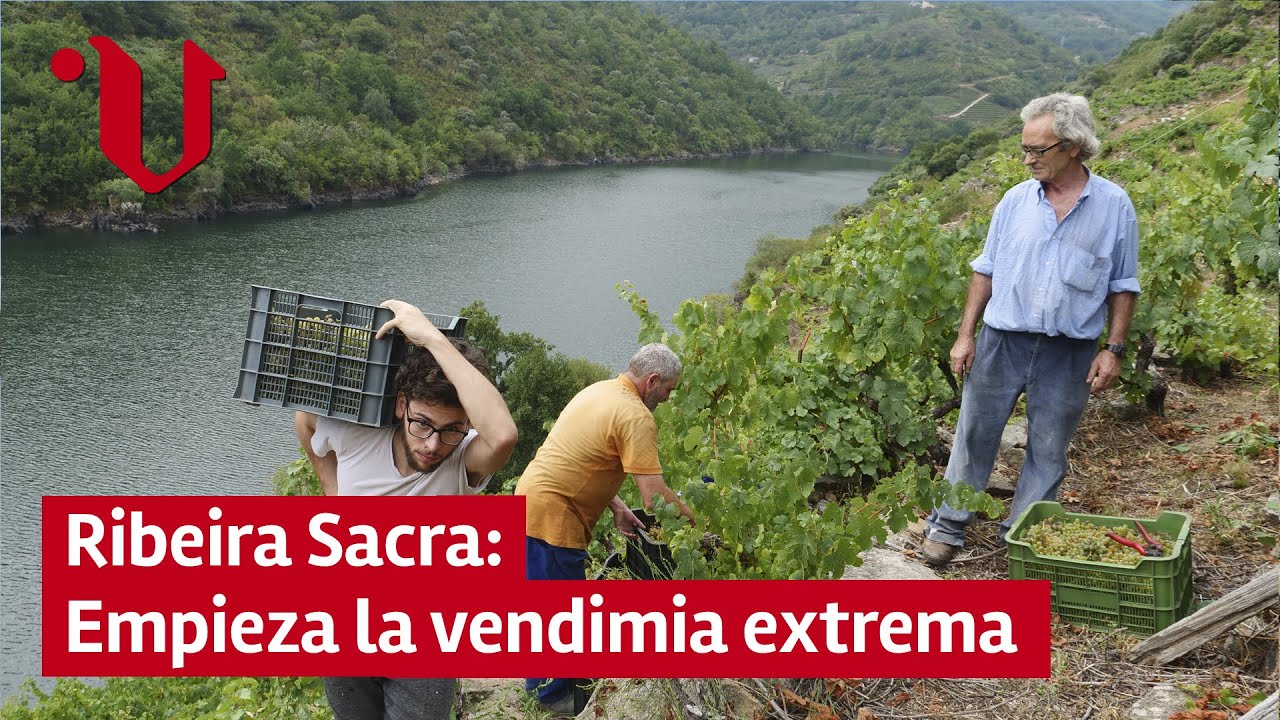 🍇 Ribeira Sacra: empieza la vendimia extrema